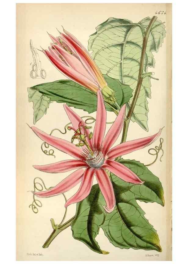 Reproducción/Reproduction 35251959585: Curtis's botanical magazine.. London ; New York [etc.] :Academic Press [etc.]