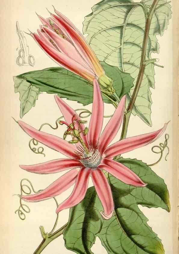 Reproducción/Reproduction 35251959585: Curtis's botanical magazine.. London ; New York [etc.] :Academic Press [etc.]
