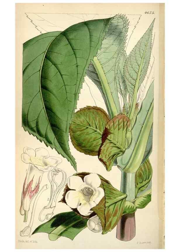 Reproducción/Reproduction 35251962775: Curtis's botanical magazine.. London ; New York [etc.] :Academic Press [etc.]