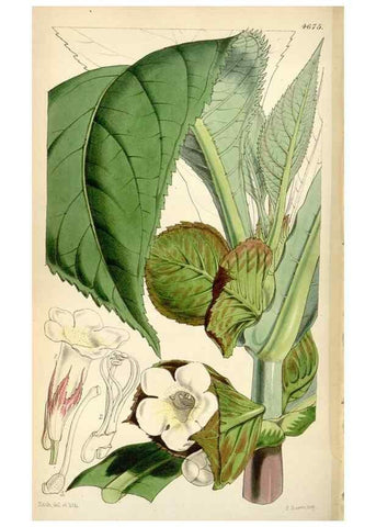 Reproducción/Reproduction 35251962775: Curtis's botanical magazine.. London ; New York [etc.] :Academic Press [etc.]