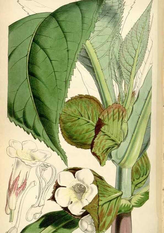 Reproducción/Reproduction 35251962775: Curtis's botanical magazine.. London ; New York [etc.] :Academic Press [etc.]