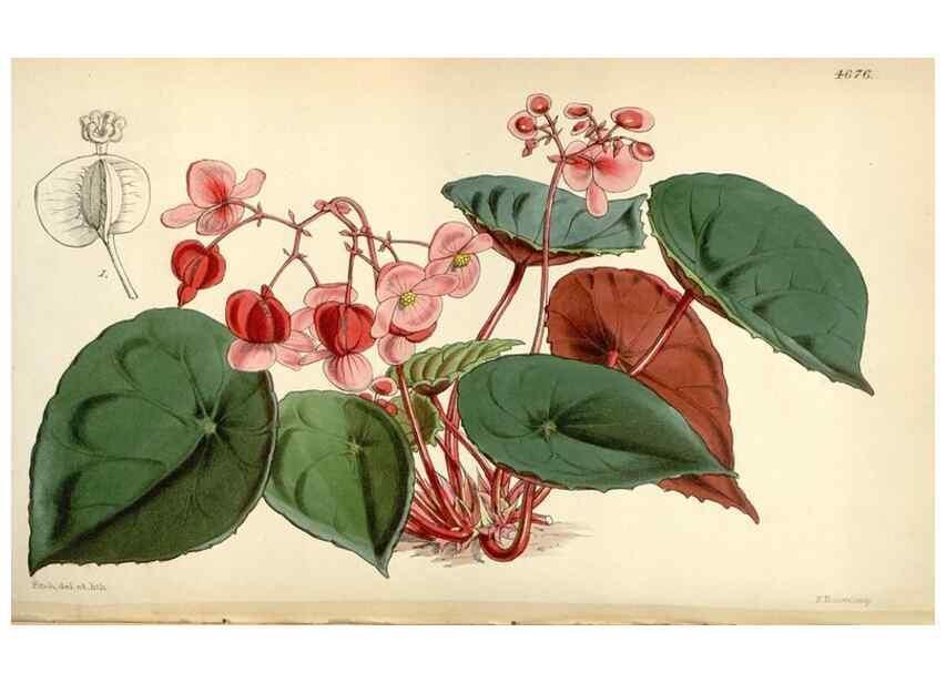 Reproducción/Reproduction 35251965465: Curtis's botanical magazine.. London ; New York [etc.] :Academic Press [etc.]