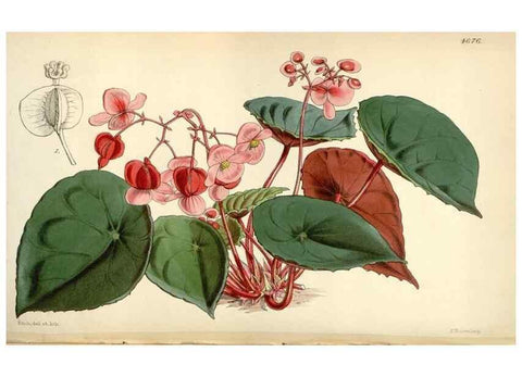 Reproducción/Reproduction 35251965465: Curtis's botanical magazine.. London ; New York [etc.] :Academic Press [etc.]