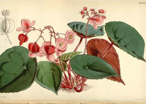 Reproducción/Reproduction 35251965465: Curtis's botanical magazine.. London ; New York [etc.] :Academic Press [etc.]