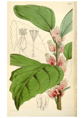 Reproducción/Reproduction 35251968475: Curtis's botanical magazine.. London ; New York [etc.] :Academic Press [etc.]