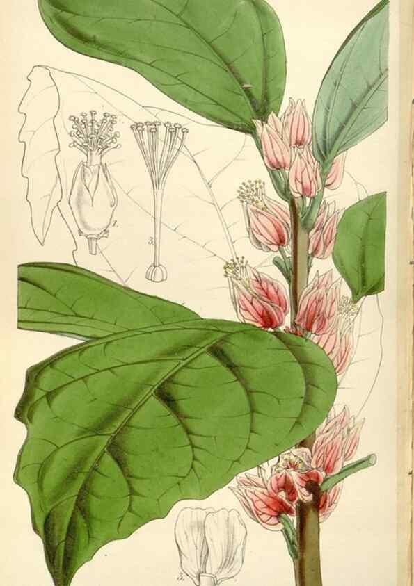 Reproducción/Reproduction 35251968475: Curtis's botanical magazine.. London ; New York [etc.] :Academic Press [etc.]