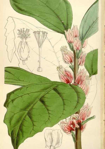 Reproducción/Reproduction 35251968475: Curtis's botanical magazine.. London ; New York [etc.] :Academic Press [etc.]