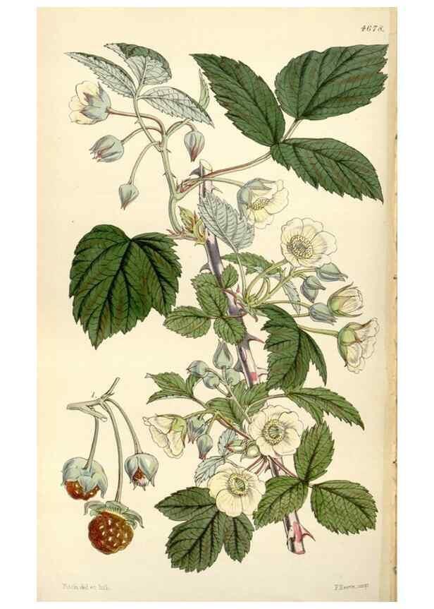 Reproducción/Reproduction 35251971435: Curtis's botanical magazine.. London ; New York [etc.] :Academic Press [etc.]