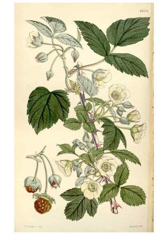 Reproducción/Reproduction 35251971435: Curtis's botanical magazine.. London ; New York [etc.] :Academic Press [etc.]