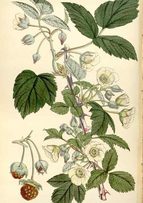 Reproducción/Reproduction 35251971435: Curtis's botanical magazine.. London ; New York [etc.] :Academic Press [etc.]