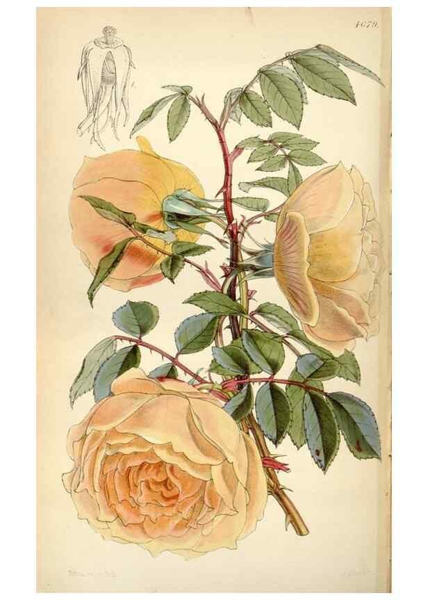 Reproducción/Reproduction 35251974395: Curtis's botanical magazine.. London ; New York [etc.] :Academic Press [etc.]