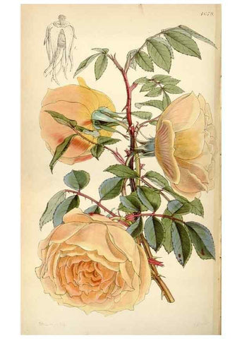 Reproducción/Reproduction 35251974395: Curtis's botanical magazine.. London ; New York [etc.] :Academic Press [etc.]