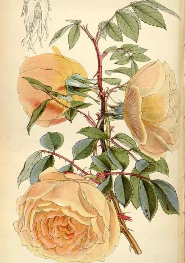 Reproducción/Reproduction 35251974395: Curtis's botanical magazine.. London ; New York [etc.] :Academic Press [etc.]