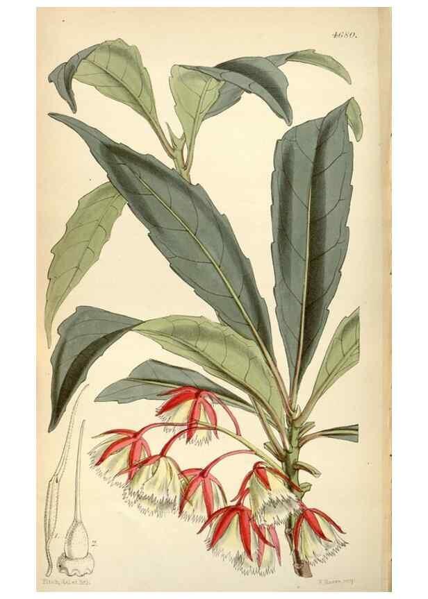 Reproducción/Reproduction 35251977185: Curtis's botanical magazine.. London ; New York [etc.] :Academic Press [etc.]