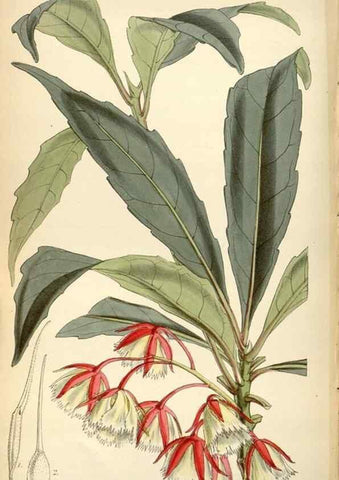 Reproducción/Reproduction 35251977185: Curtis's botanical magazine.. London ; New York [etc.] :Academic Press [etc.]