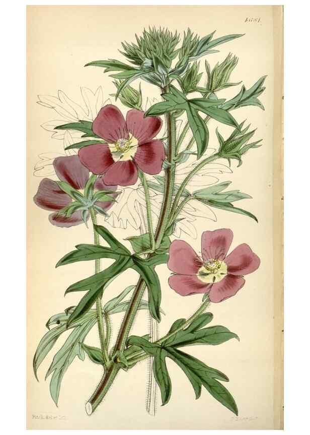 Reproducción/Reproduction 34443040173: Curtis's botanical magazine.. London ; New York [etc.] :Academic Press [etc.]