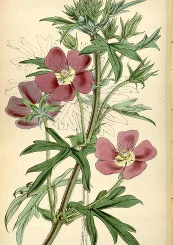 Reproducción/Reproduction 34443040173: Curtis's botanical magazine.. London ; New York [etc.] :Academic Press [etc.]