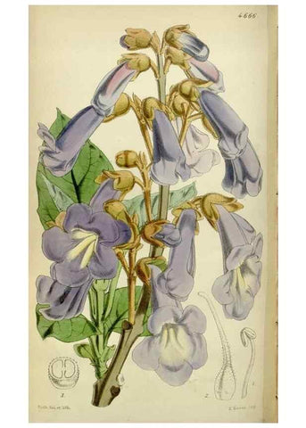 Reproducción/Reproduction 35212080296: Curtis's botanical magazine.. London ; New York [etc.] :Academic Press [etc.]