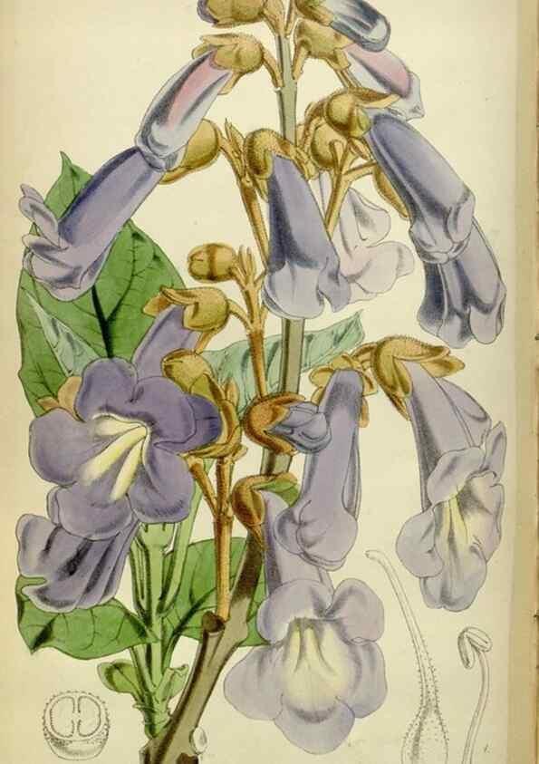 Reproducción/Reproduction 35212080296: Curtis's botanical magazine.. London ; New York [etc.] :Academic Press [etc.]