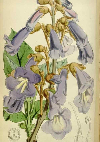 Reproducción/Reproduction 35212080296: Curtis's botanical magazine.. London ; New York [etc.] :Academic Press [etc.]