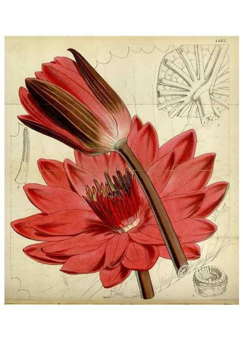 Reproducción/Reproduction 34408113004: Curtis's botanical magazine.. London ; New York [etc.] :Academic Press [etc.]