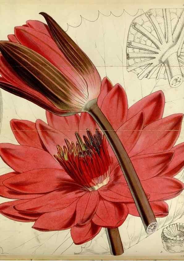 Reproducción/Reproduction 34408113004: Curtis's botanical magazine.. London ; New York [etc.] :Academic Press [etc.]