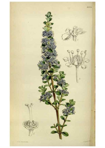 Reproducción/Reproduction 35251933085: Curtis's botanical magazine.. London ; New York [etc.] :Academic Press [etc.]