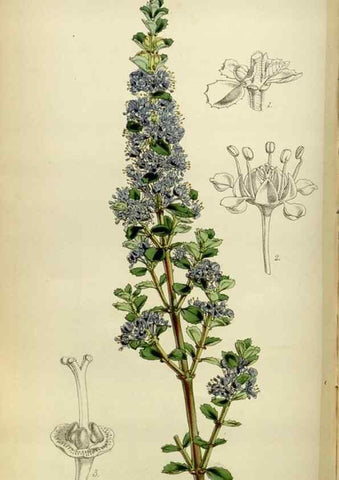Reproducción/Reproduction 35251933085: Curtis's botanical magazine.. London ; New York [etc.] :Academic Press [etc.]