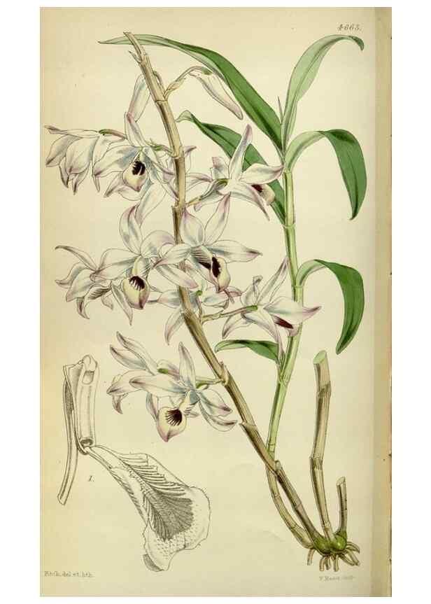 Reproducción/Reproduction 35251931355: Curtis's botanical magazine.. London ; New York [etc.] :Academic Press [etc.]