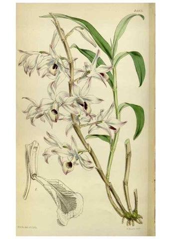 Reproducción/Reproduction 35251931355: Curtis's botanical magazine.. London ; New York [etc.] :Academic Press [etc.]