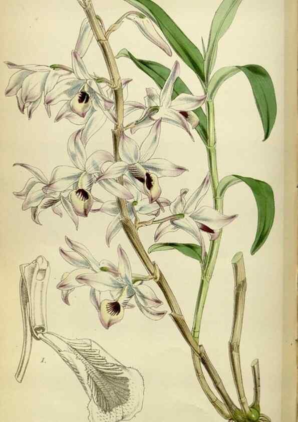 Reproducción/Reproduction 35251931355: Curtis's botanical magazine.. London ; New York [etc.] :Academic Press [etc.]