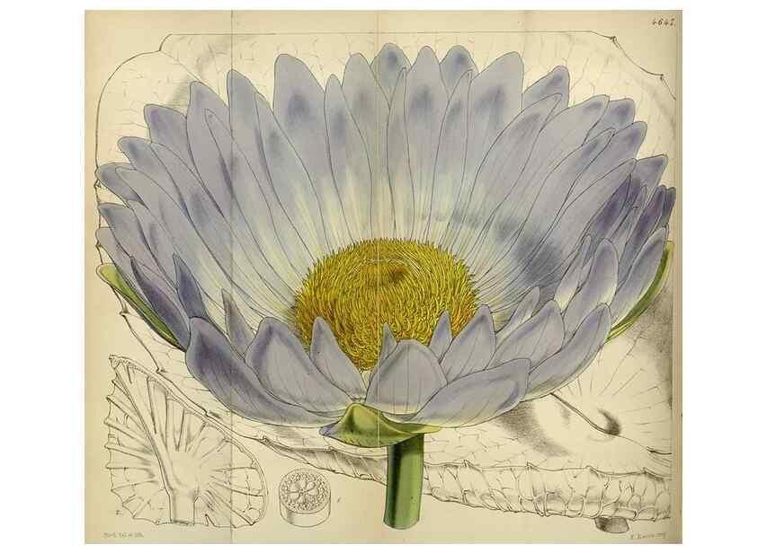 Reproducción/Reproduction 35086375422: Curtis's botanical magazine.. London ; New York [etc.] :Academic Press [etc.]