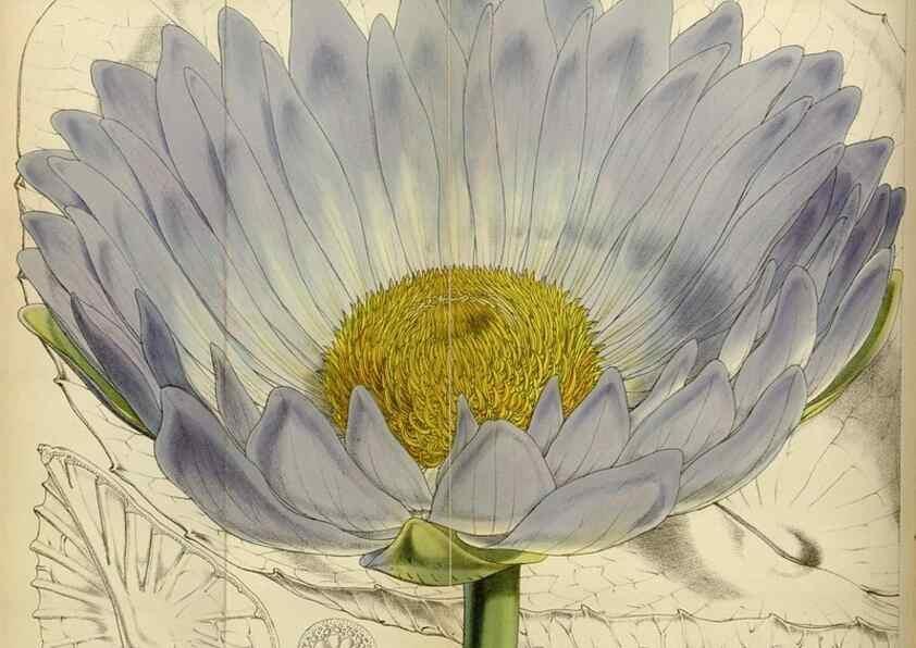 Reproducción/Reproduction 35086375422: Curtis's botanical magazine.. London ; New York [etc.] :Academic Press [etc.]