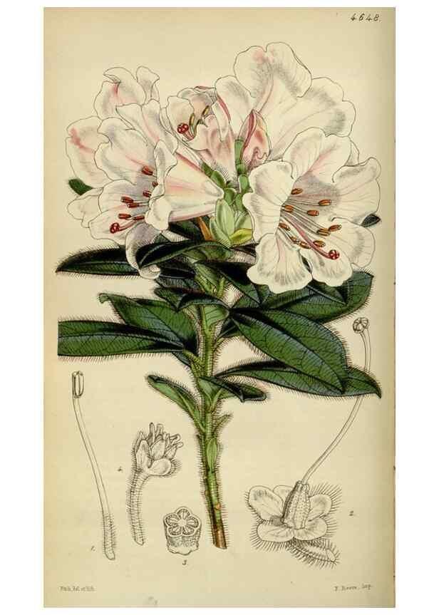 Reproducción/Reproduction 35122211451: Curtis's botanical magazine.. London ; New York [etc.] :Academic Press [etc.]
