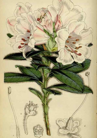Reproducción/Reproduction 35122211451: Curtis's botanical magazine.. London ; New York [etc.] :Academic Press [etc.]