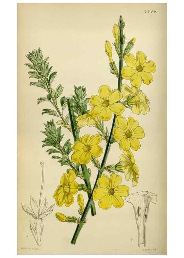 Reproducción/Reproduction 35086381232: Curtis's botanical magazine.. London ; New York [etc.] :Academic Press [etc.]