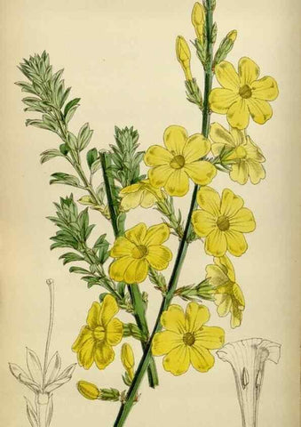 Reproducción/Reproduction 35086381232: Curtis's botanical magazine.. London ; New York [etc.] :Academic Press [etc.]