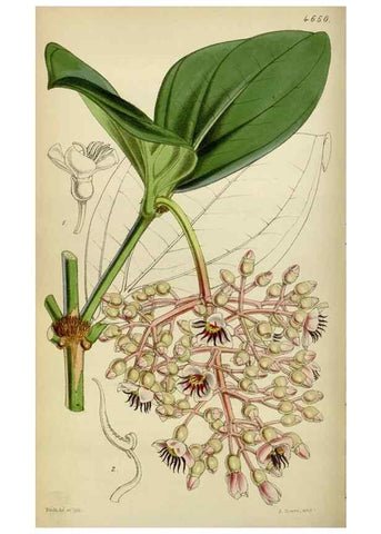 Reproducción/Reproduction 35086384092: Curtis's botanical magazine.. London ; New York [etc.] :Academic Press [etc.]
