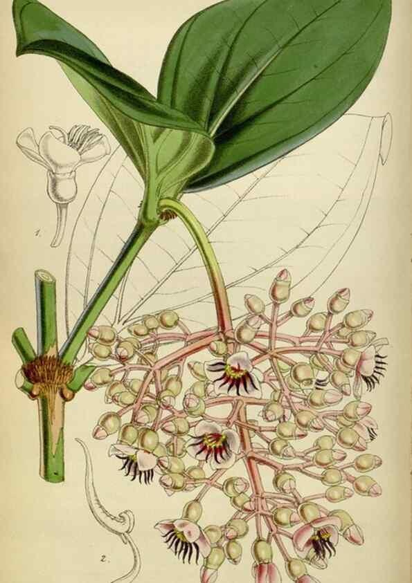 Reproducción/Reproduction 35086384092: Curtis's botanical magazine.. London ; New York [etc.] :Academic Press [etc.]