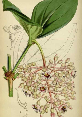 Reproducción/Reproduction 35086384092: Curtis's botanical magazine.. London ; New York [etc.] :Academic Press [etc.]