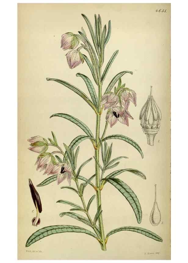 Reproducción/Reproduction 35086386132: Curtis's botanical magazine.. London ; New York [etc.] :Academic Press [etc.]