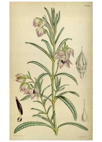 Reproducción/Reproduction 35086386132: Curtis's botanical magazine.. London ; New York [etc.] :Academic Press [etc.]