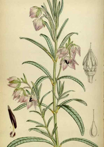 Reproducción/Reproduction 35086386132: Curtis's botanical magazine.. London ; New York [etc.] :Academic Press [etc.]