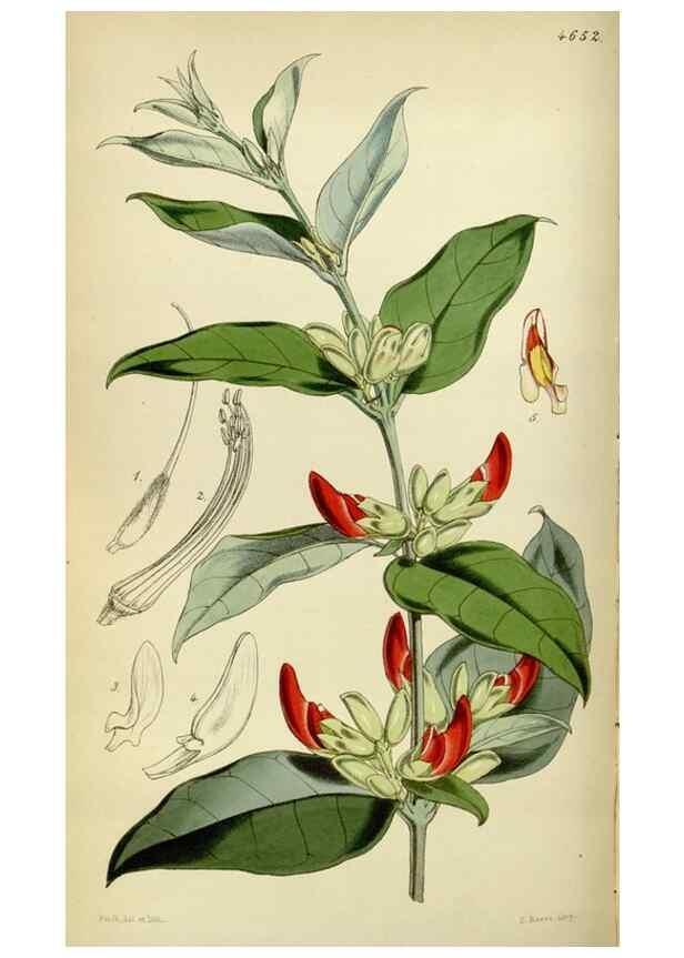 Reproducción/Reproduction 34408087444: Curtis's botanical magazine.. London ; New York [etc.] :Academic Press [etc.]