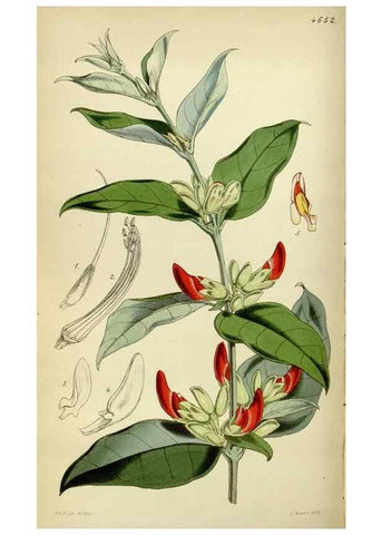 Reproducción/Reproduction 34408087444: Curtis's botanical magazine.. London ; New York [etc.] :Academic Press [etc.]