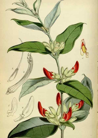 Reproducción/Reproduction 34408087444: Curtis's botanical magazine.. London ; New York [etc.] :Academic Press [etc.]