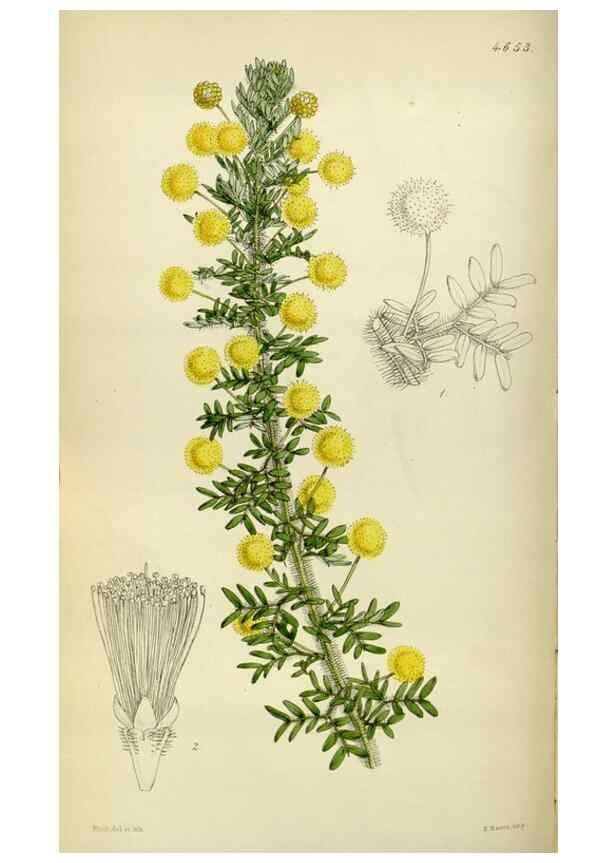 Reproducción/Reproduction 35086390572: Curtis's botanical magazine.. London ; New York [etc.] :Academic Press [etc.]