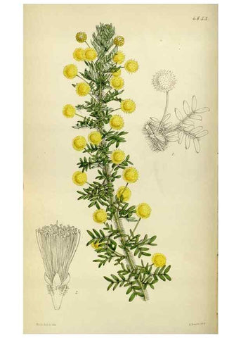 Reproducción/Reproduction 35086390572: Curtis's botanical magazine.. London ; New York [etc.] :Academic Press [etc.]