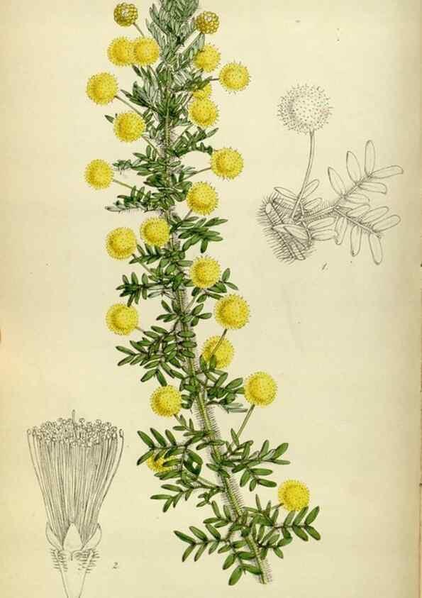 Reproducción/Reproduction 35086390572: Curtis's botanical magazine.. London ; New York [etc.] :Academic Press [etc.]