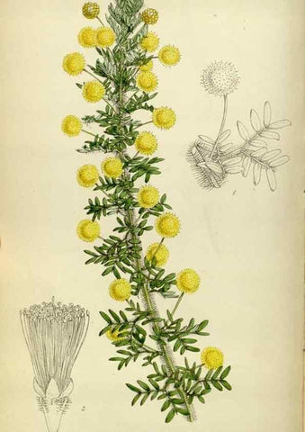 Reproducción/Reproduction 35086390572: Curtis's botanical magazine.. London ; New York [etc.] :Academic Press [etc.]